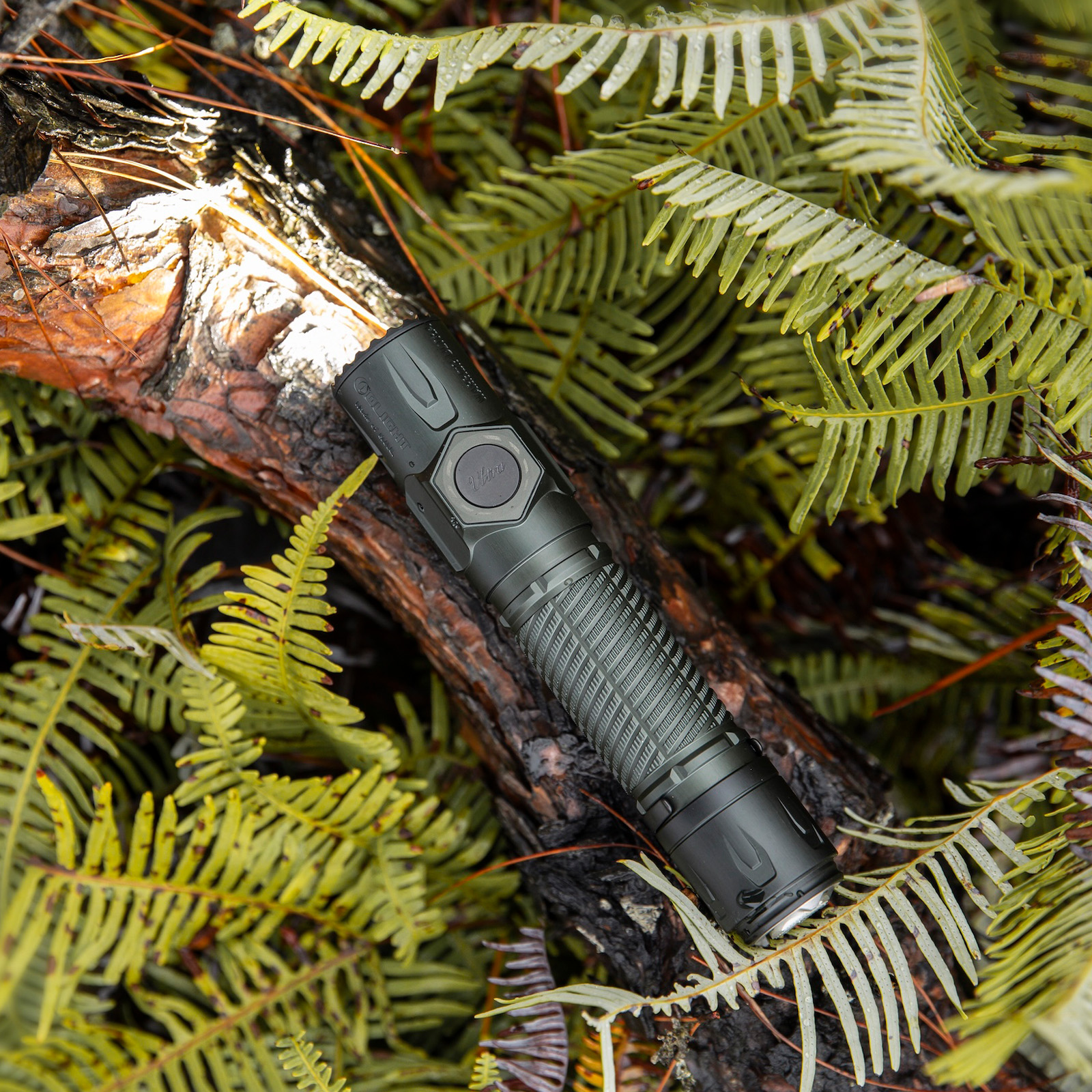 Powerful green flashlight illuminating a log, surrounded by lush, vibrant green ferns with visible water droplets.