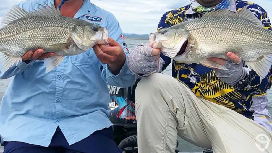 Two fishermen hold large bass, mouths touching on a boat.