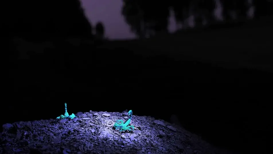 How UV Torch and Black Light Work to Reveal the Invisible